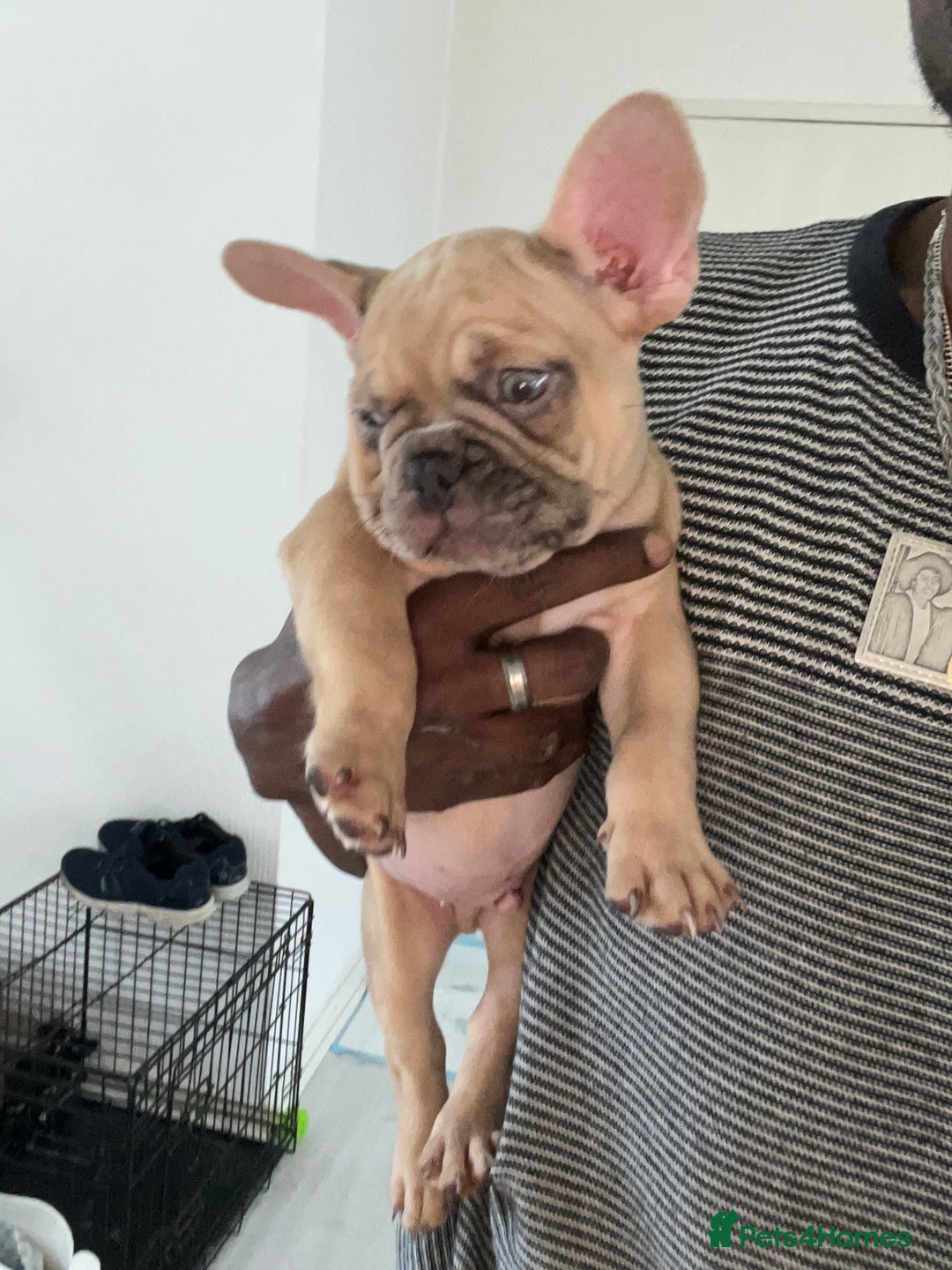 French Bulldog dogs for sale: Milo, Lovable boy Frenchie, amazing price 💫 - Image 15