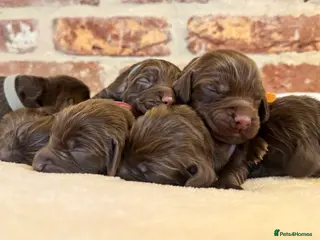 Cocker Spaniel dogs Kennel club registered - Advert 7