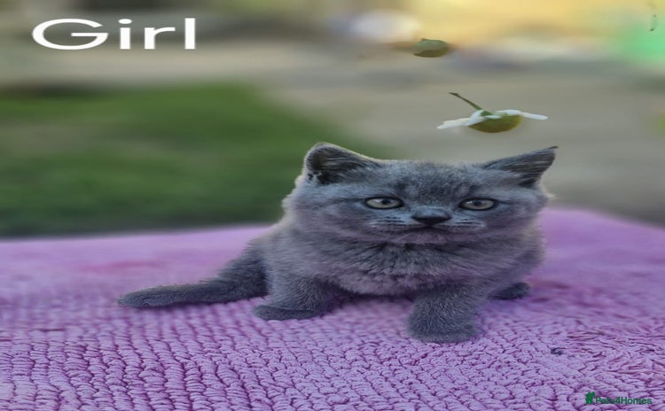 British Shorthair cats - Advert 3