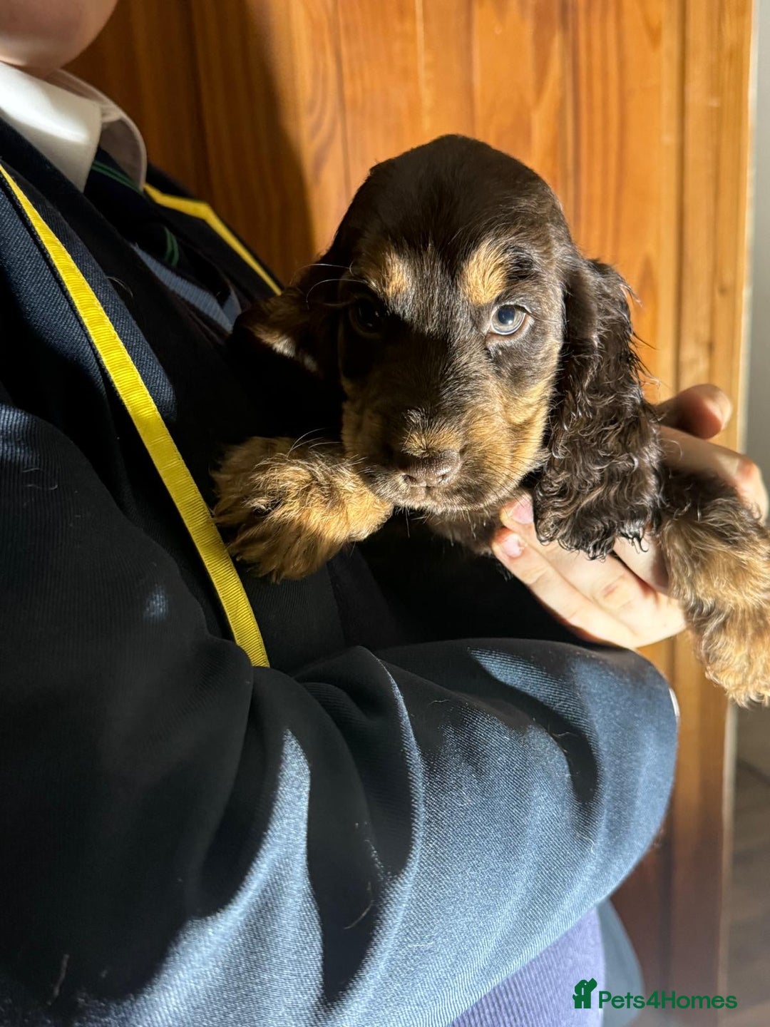 Cocker Spaniel dogs for sale: KC Registered Show Type Cocker Spaniels - Advert 15