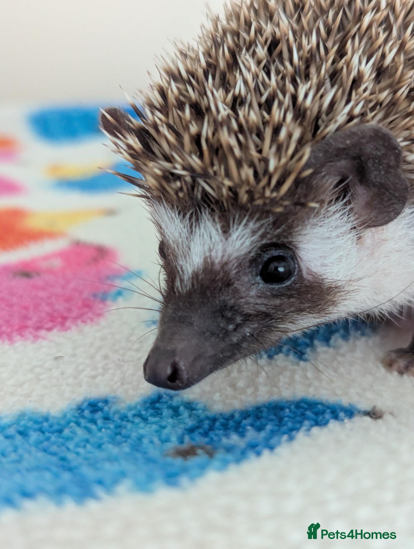 Pygmy Hedgehog rodents 10 Week Old Baby Hoglets only £190!!!! - Advert 1