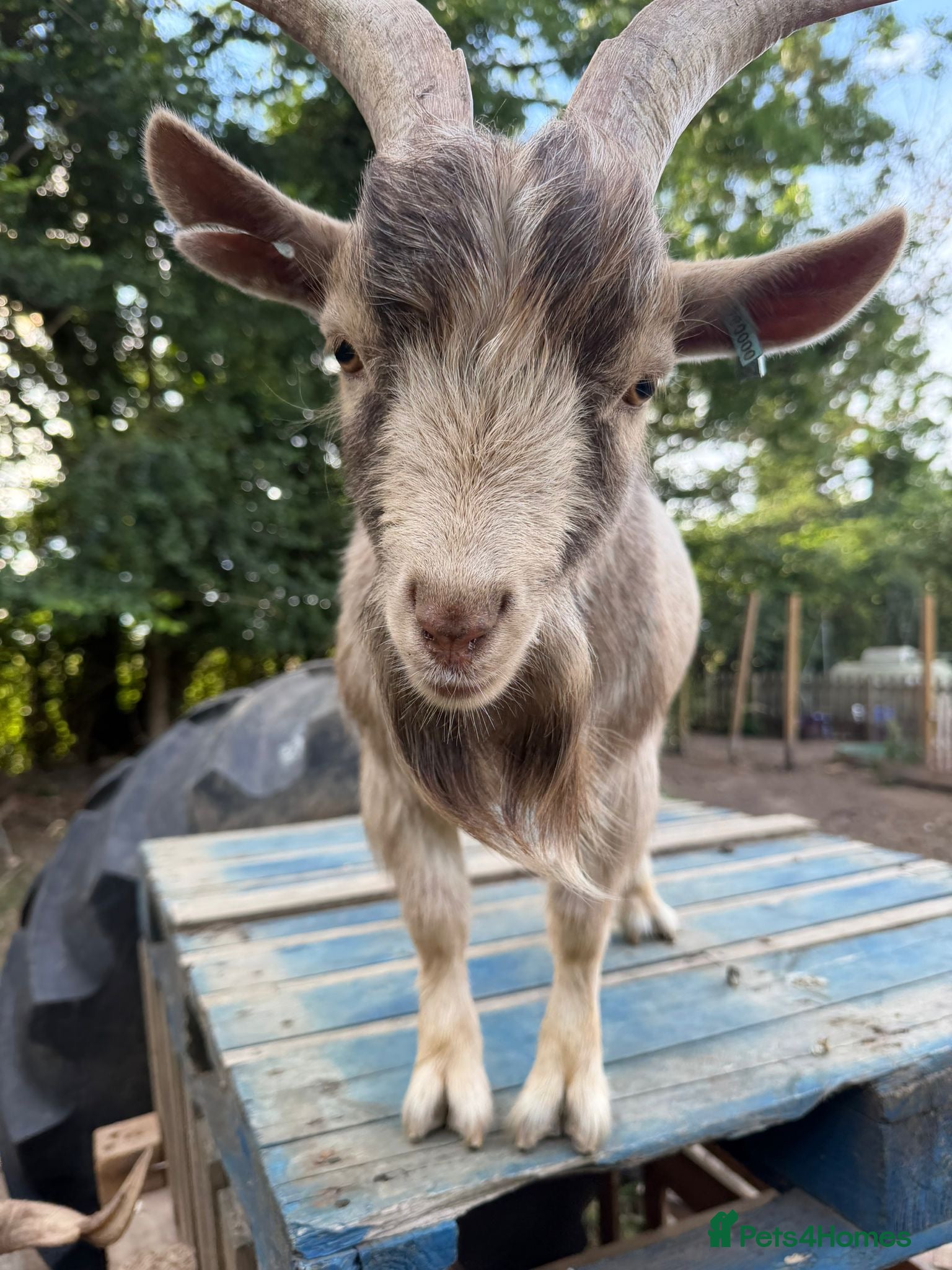Goats livestock 3 x Pygmy goats - Advert 2