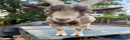 Goats livestock for sale: 3 x Pygmy goats - Advert 1