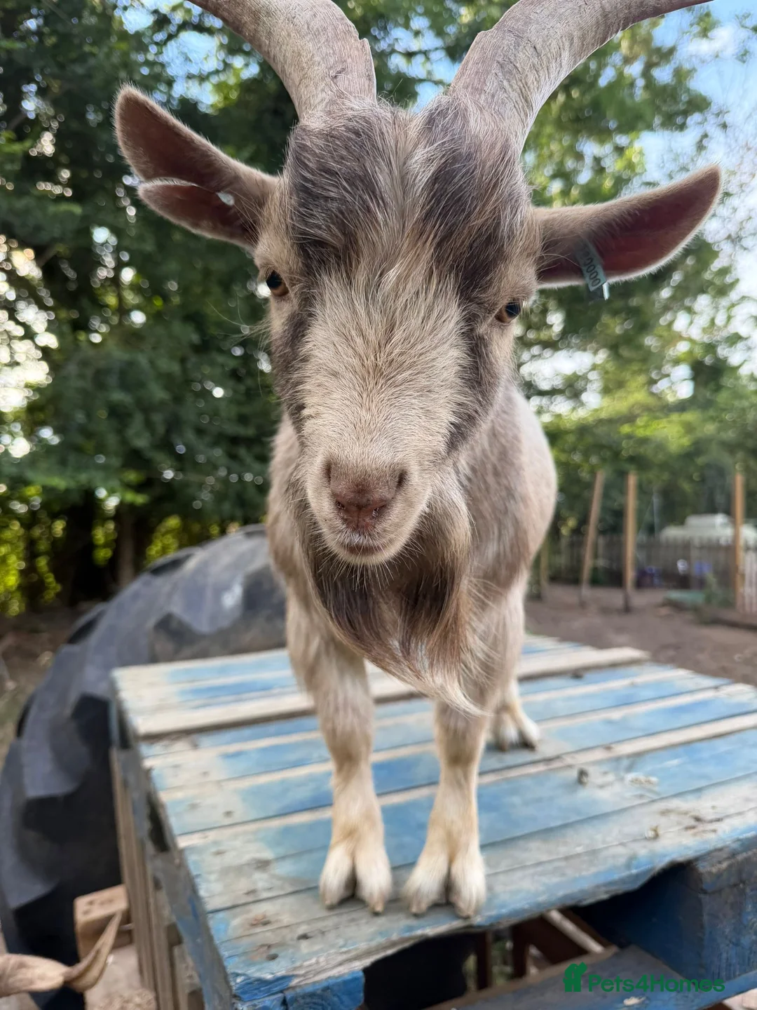 Goats livestock for sale: 3 x Pygmy goats - Advert 1