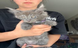 Maine Coon cats for sale: TICA registered Maine Coons, Ready end of August❤️ - Image 39