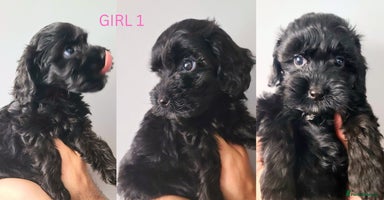Cockapoo dogs - Advert 5