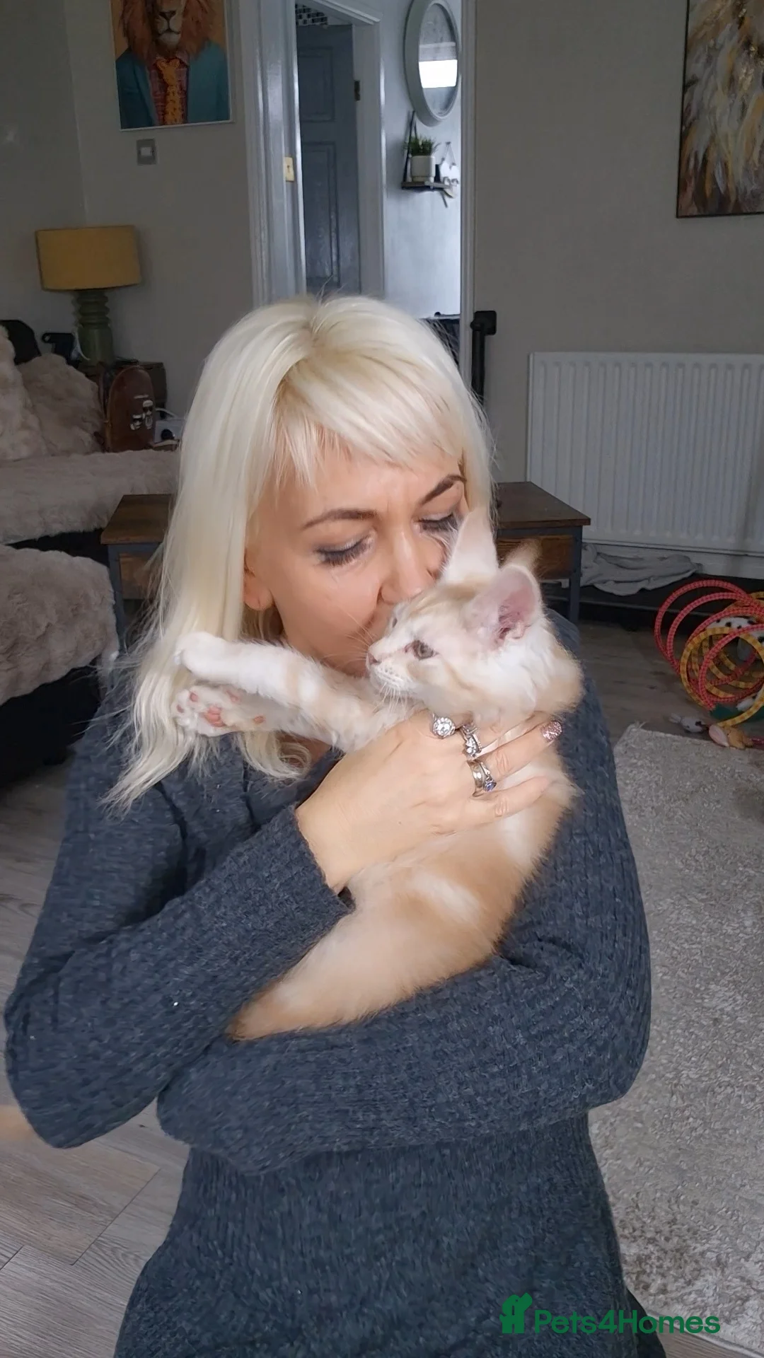 Maine Coon cats for sale: Beautiful Maine Coon boys . - Advert 26