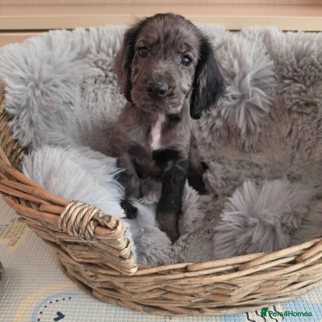 Cocker Spaniel dogs for sale: Working Type Cocker Spaniels  - Advert 1