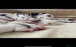 Dalmatian dogs for sale: Dalmation Puppies Have Arrived…!! - Image 2