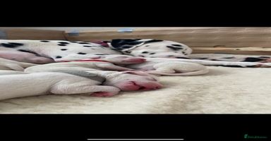 Dalmatian dogs - Advert 4
