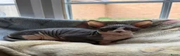 Sphynx cats for sale: Sphynx Male Kitten - Advert 11