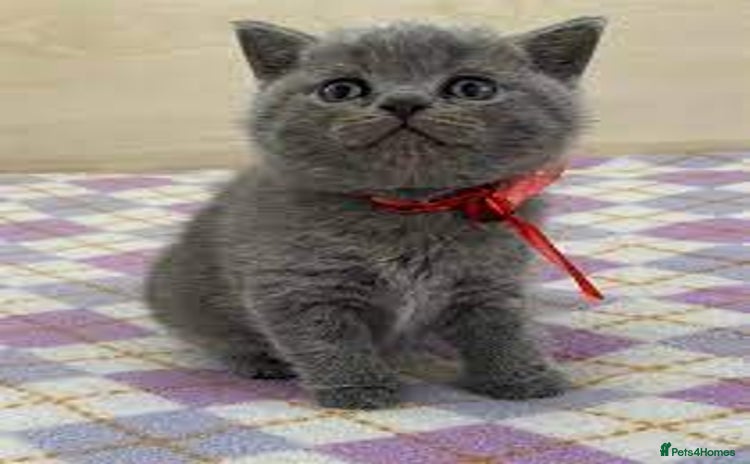 British Shorthair cats - Advert 1
