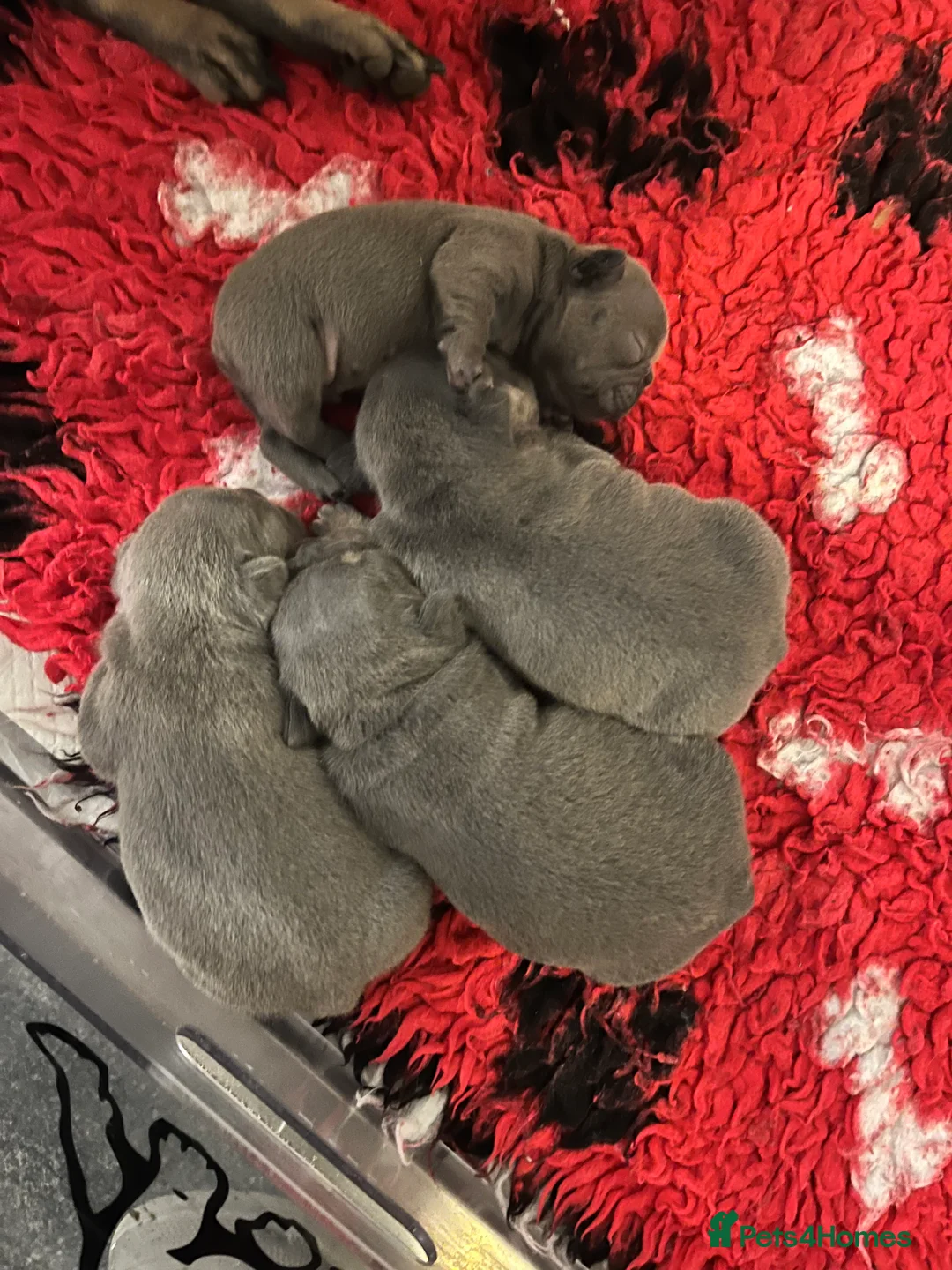 French Bulldog dogs for sale: Health tested kc reg blue/tan lilac tan puppies - Advert 13