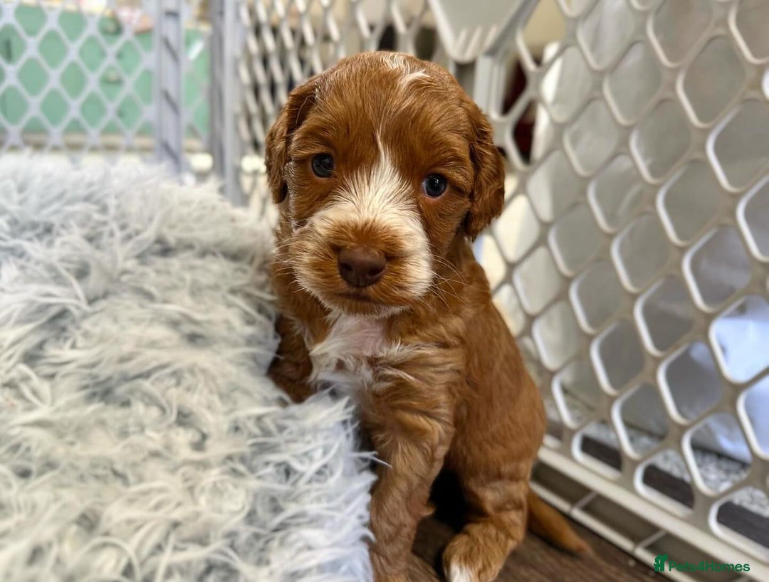 Labradoodle dogs for sale: Labradoodle Puppies Ready for Their New Homes - Image 3