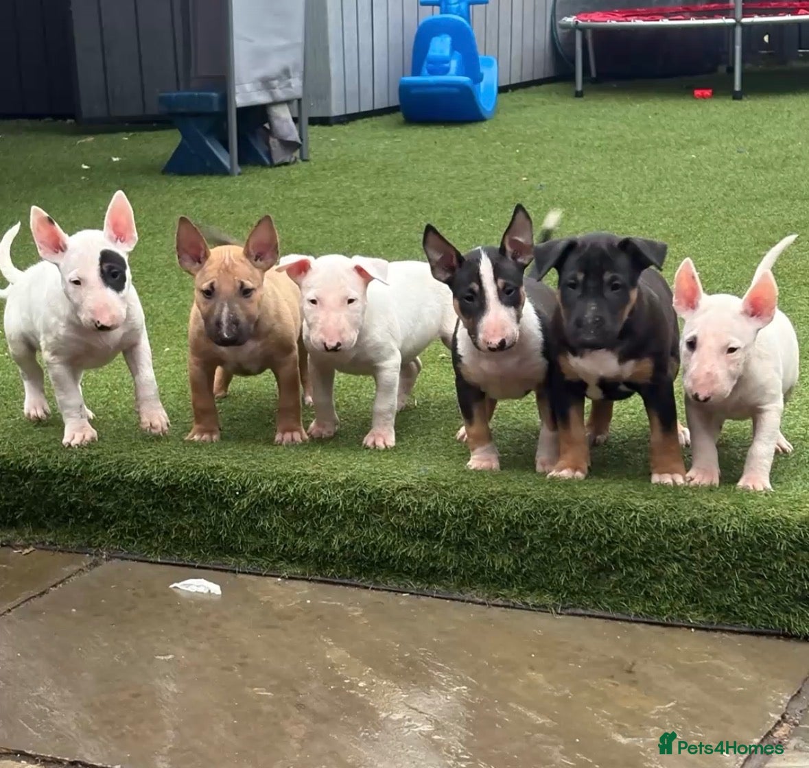 English Bull Terrier dogs 2 baby’s left!!!! ENGLISH BULL TERRIERS - Advert 8