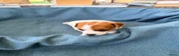 Jack Russell dogs for sale: Beautiful Jack Russell pups, petite, smooth coat.  - Advert 30