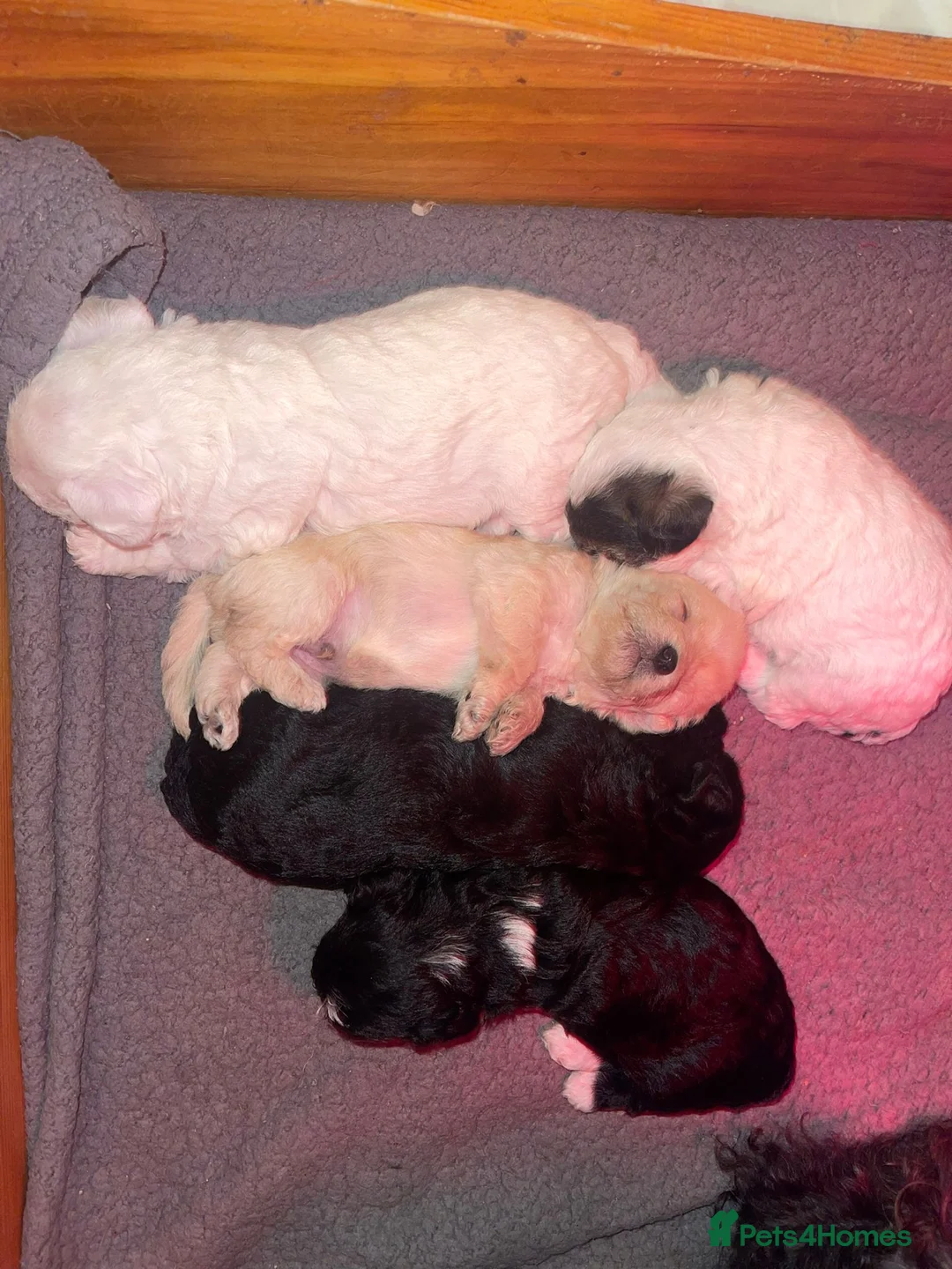 Miniature Poodle dogs for stud: Archie well Proven stud miniature poodle  in Chard - Advert 7