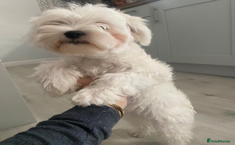 Bichon Frise dogs - Advert 11