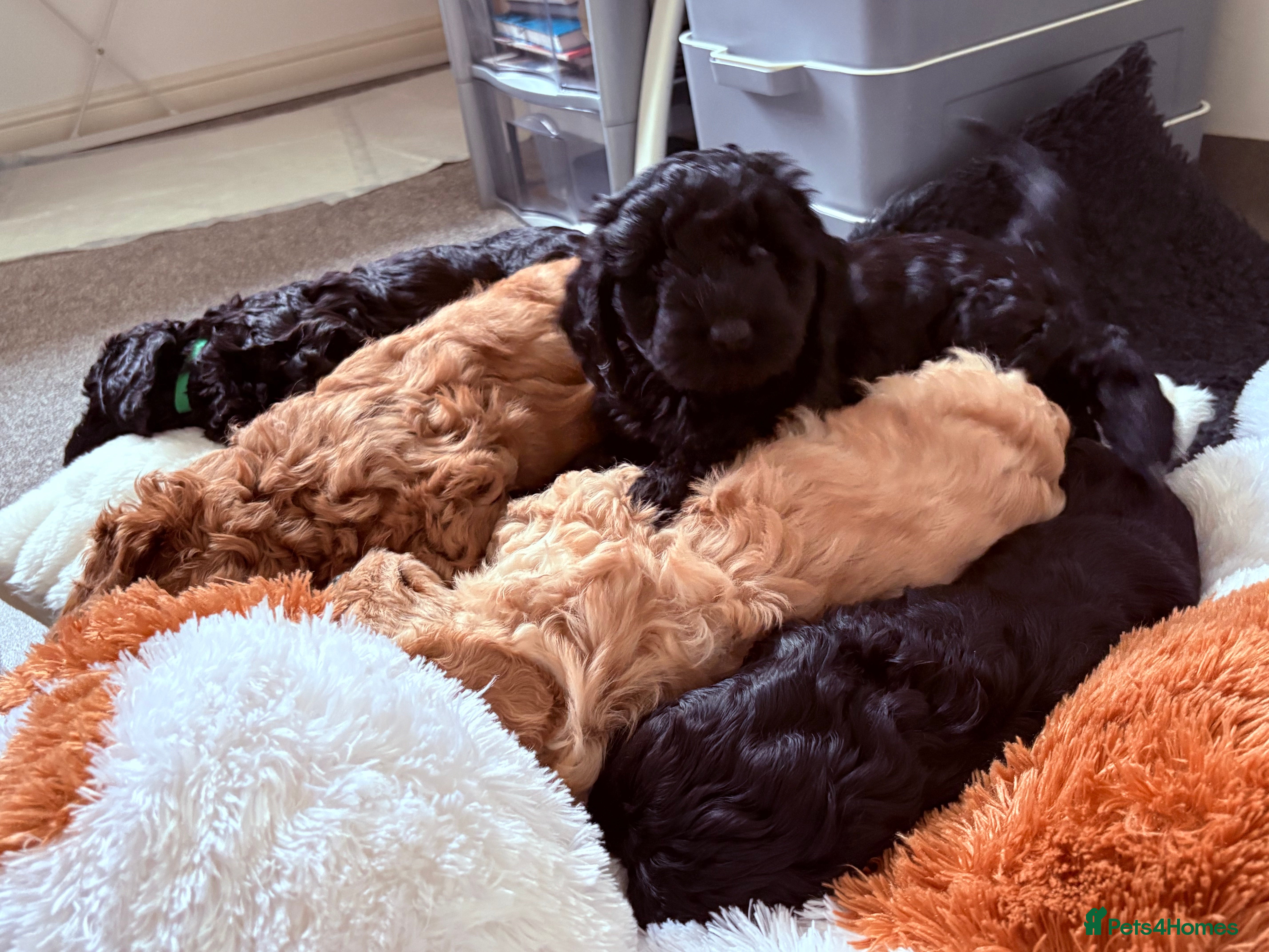 Australian Labradoodle dogs 5 Australian Labradoodle girls - Advert 1