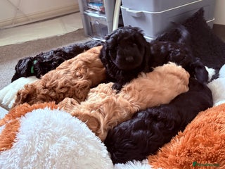 Australian Labradoodle dogs 5 Australian Labradoodle girls - Advert 1