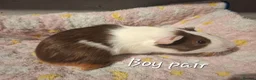 Guinea Pig rodents for sale: Guinea Pig pairs for sale  - Advert 5