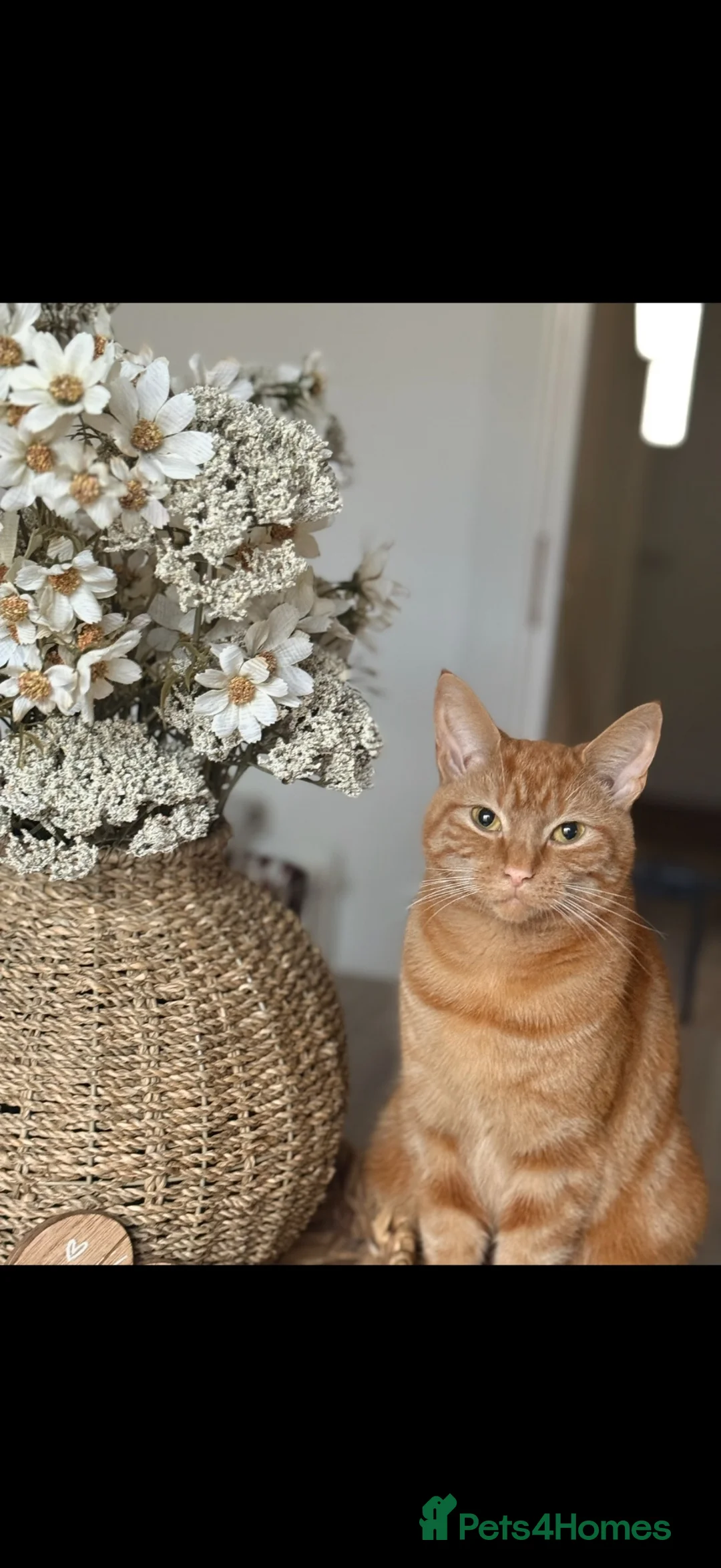Domestic Shorthair cats for sale: Stunning ginger kittens  in Kinross - Advert 1