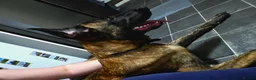 Belgian Shepherd Dog dogs for sale: Bailey. Belgian x dutch - Advert 5