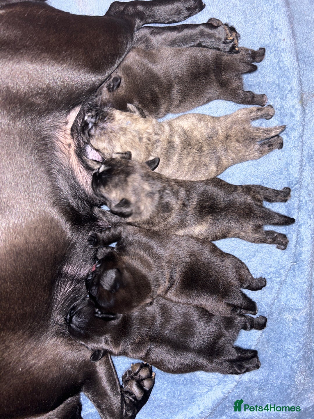 Frug dogs for sale: Frug puppies  - Advert 7