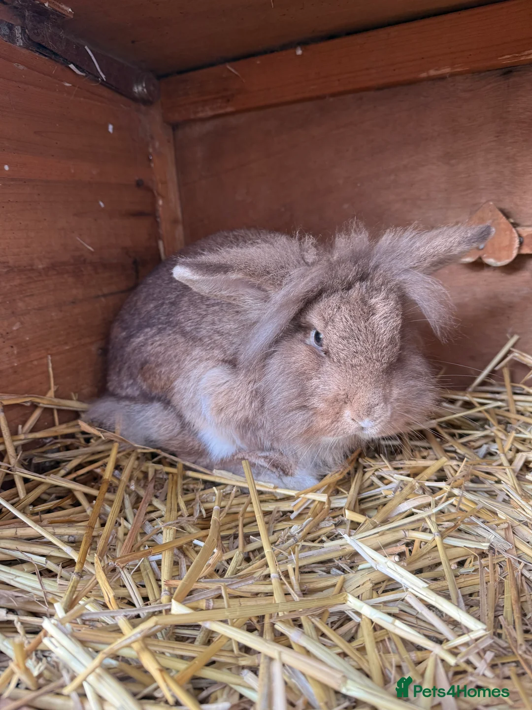 Lionhead rabbits for sale: Mr loopy  - Advert 2
