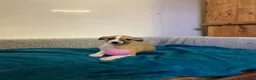 Whippet dogs for sale: Whippet  - Advert 16