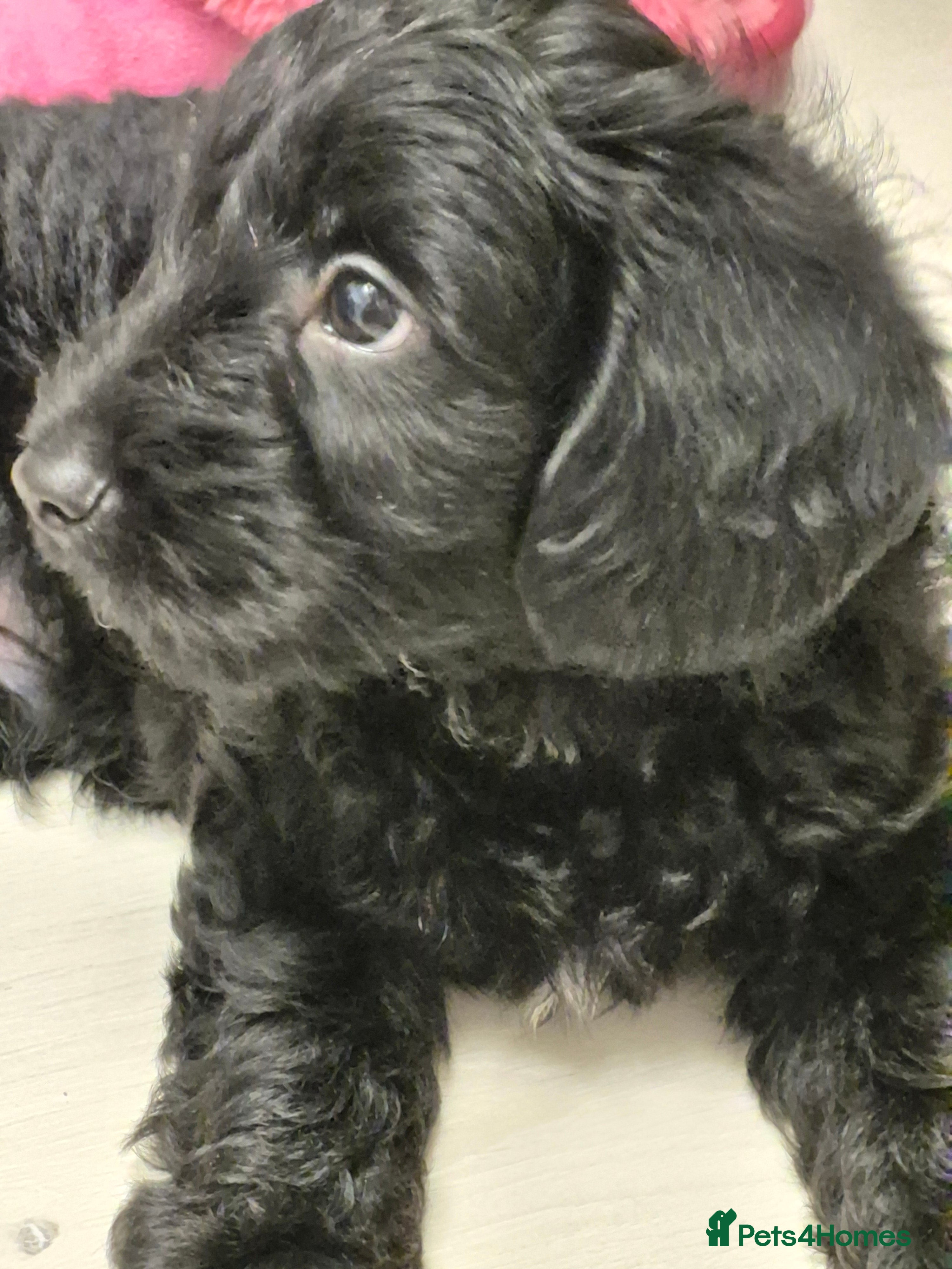 Mixed Breed dogs Yorkiepoo puppies  - Advert 18