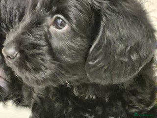 Mixed Breed dogs Yorkiepoo puppies - Advert 18