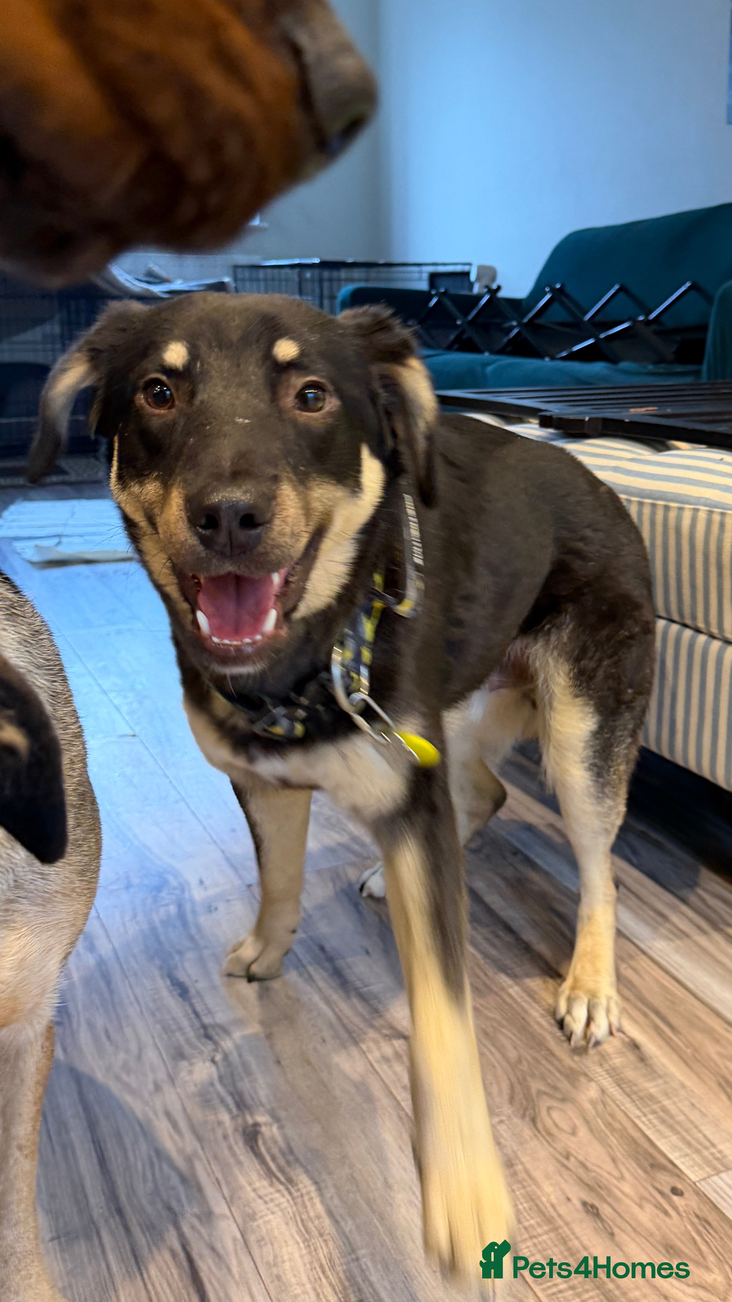 Mixed Breed dogs Sweet Scout 💙 Gentle Boy, Loves Dogs!  - Advert 8