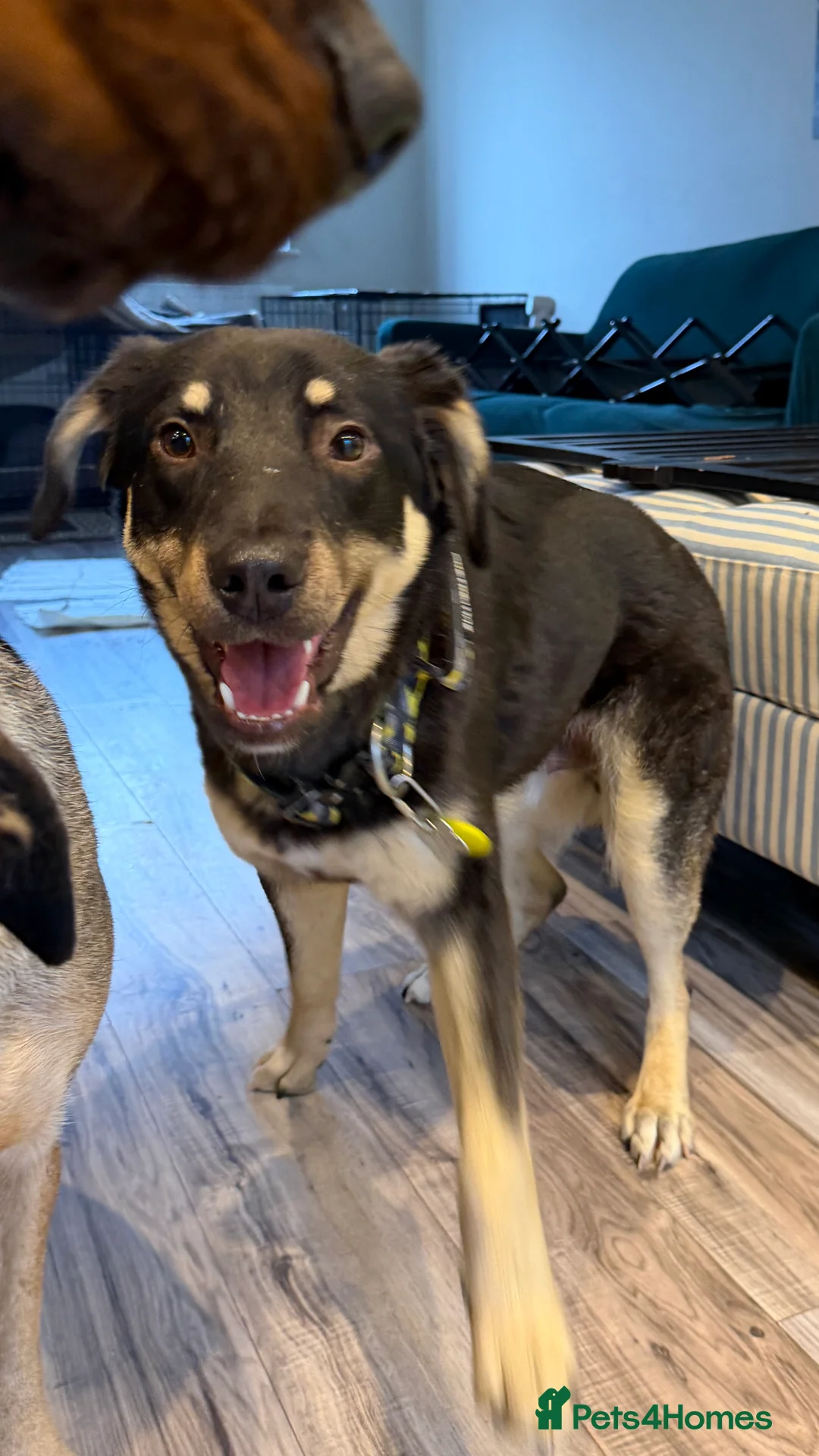 Mixed Breed dogs for adoption: Sweet Scout 💙 Gentle Boy, Loves Dogs!  - Advert 1