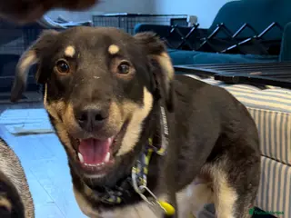 Mixed Breed dogs Sweet Scout 💙 Gentle Boy, Loves Dogs! - Advert 8