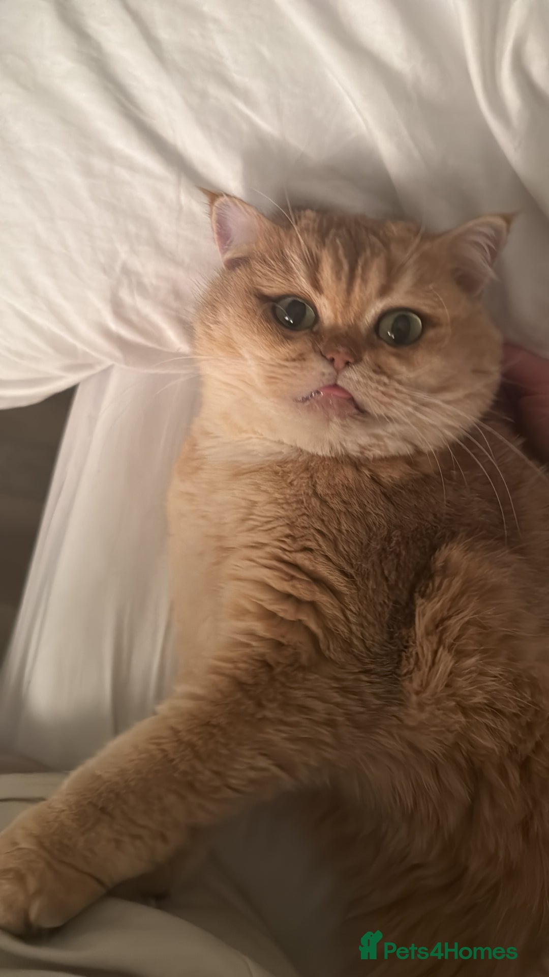 British Shorthair cats for sale: Rehome the cutest BSH - Advert 3