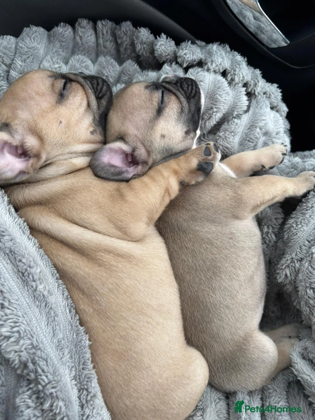 French Bulldog dogs for sale: Beautiful French bulldog  - Advert 11