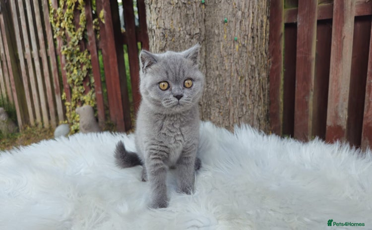 British Shorthair cats in Oldham - Advert 12