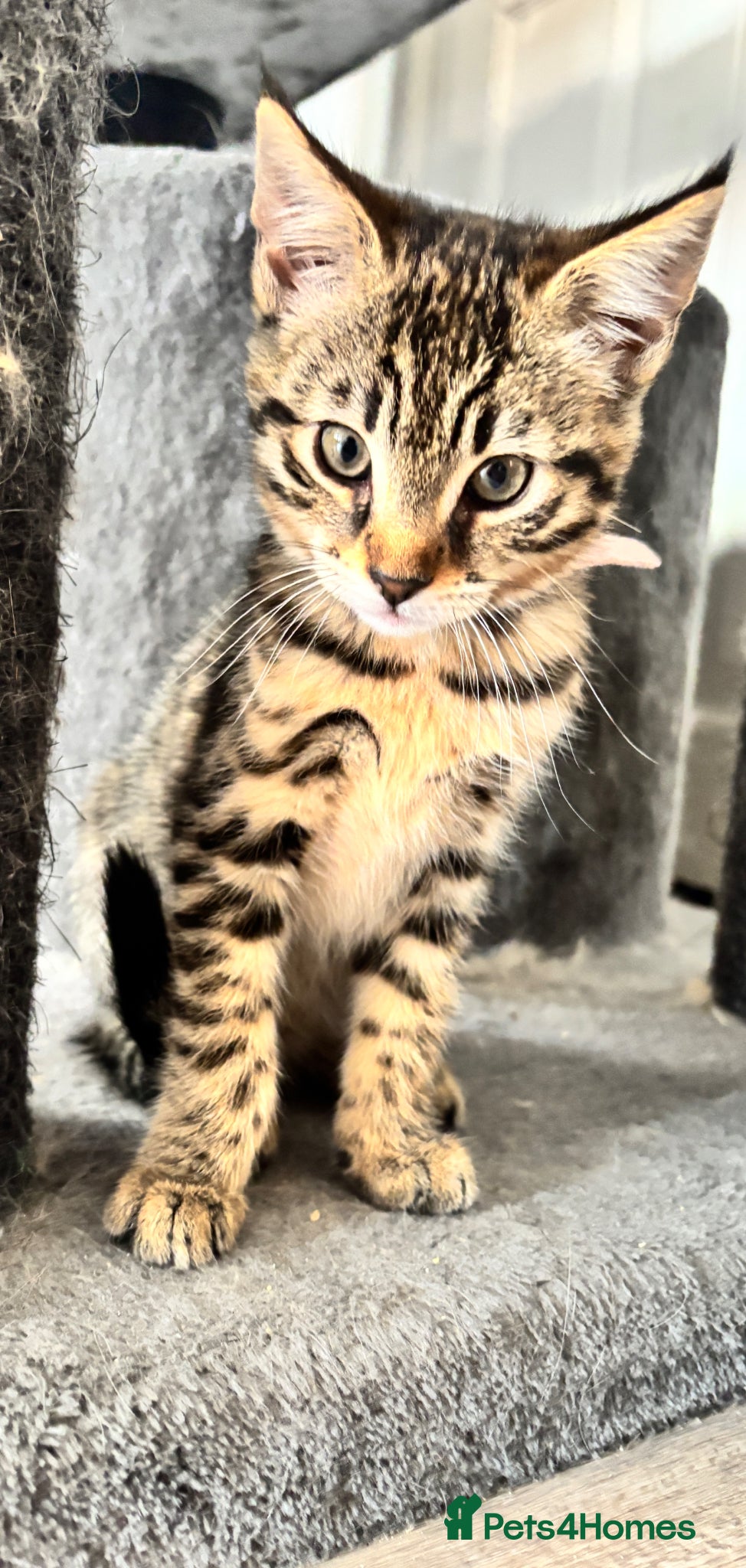 Savannah cats 🔥 Exceptional Savannah F3Kittens Rare Markings 🔥 - Advert 2