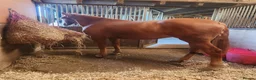 Irish Draught horses for sale: Magnificent Marjorie - Advert 2