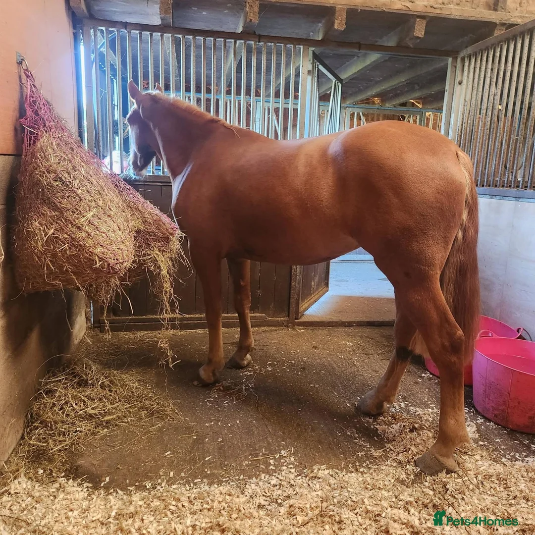 Irish Draught horses for sale: Magnificent Marjorie - Advert 2