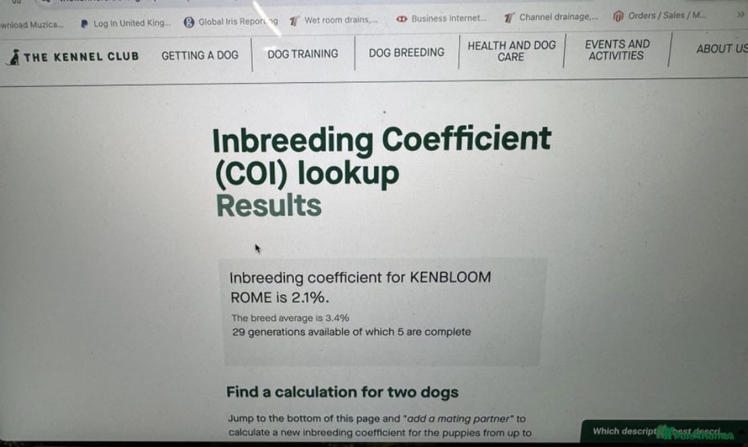 Toy Poodle dogs Red toy poodle - Advert 2