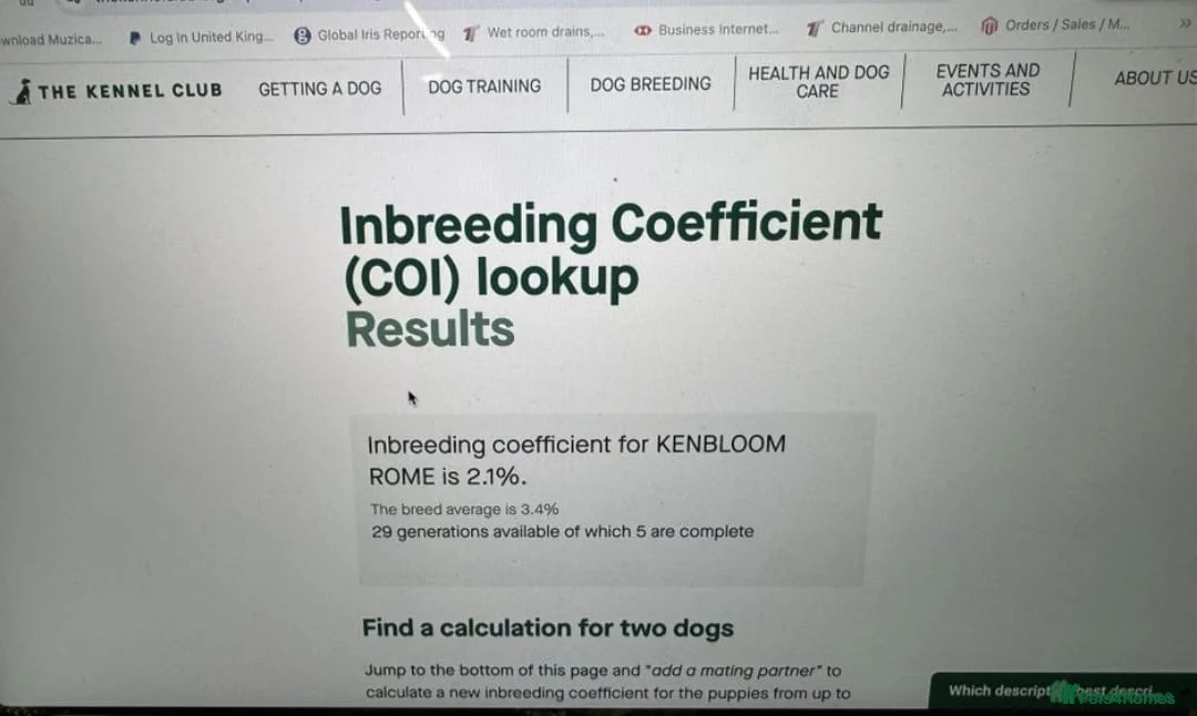 Toy Poodle dogs for sale: Red toy poodle in Hatfield - Advert 2