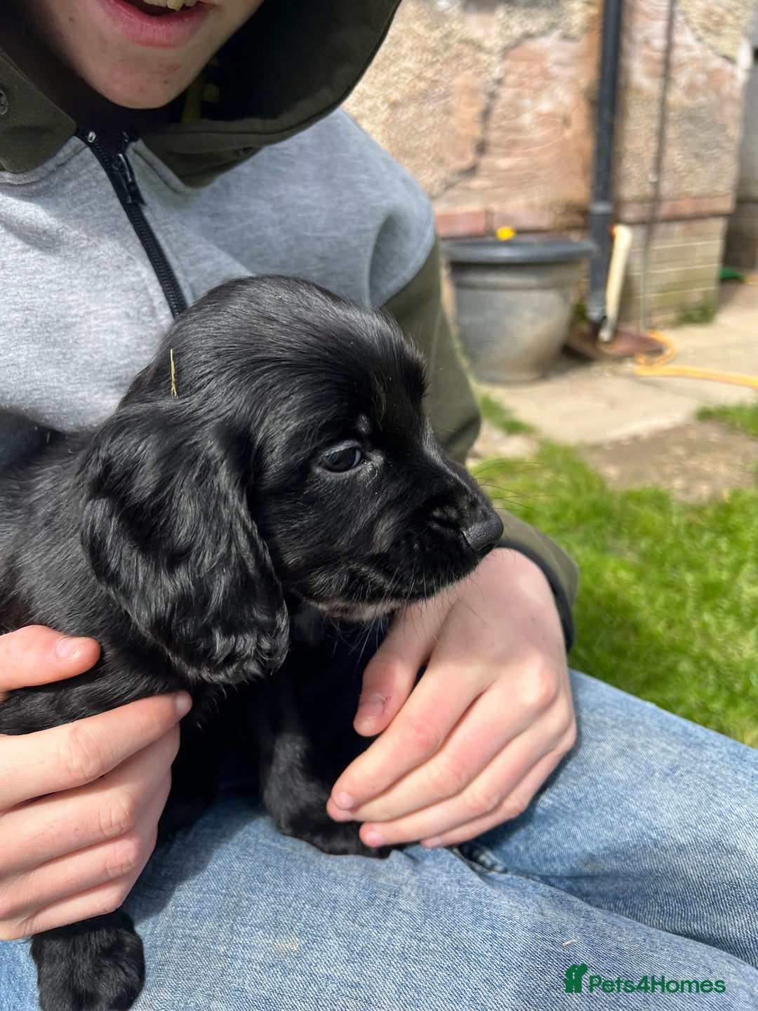 Cocker Spaniel dogs for sale: Cocker spaniels  in Denbigh - Advert 6