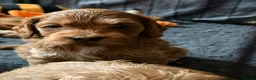 Mixed Breed dogs for sale: Beautiful Miniature Austrailian Labradoodle pups in Northwich - Advert 11