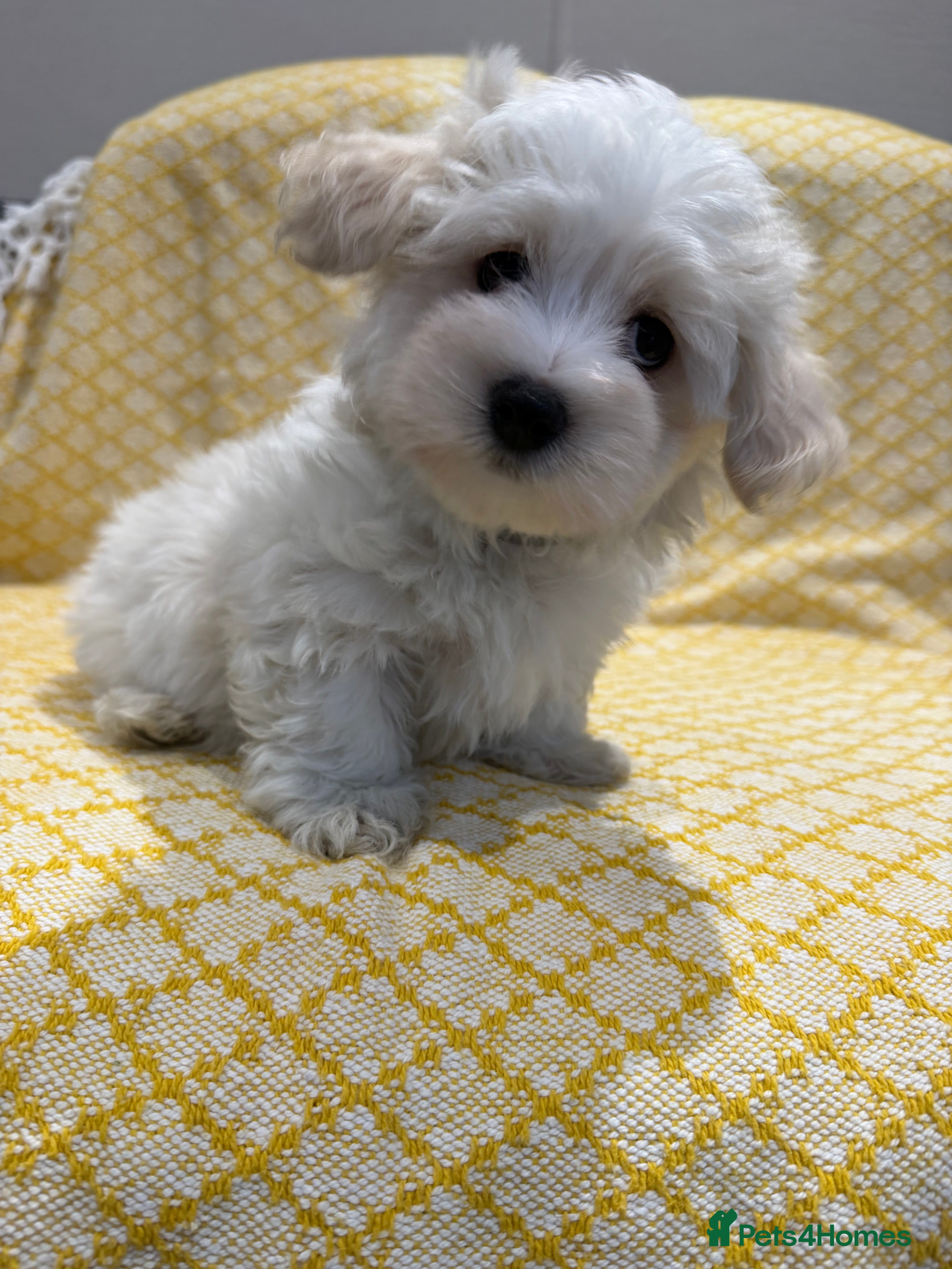 Maltipoo dogs Beautiful happy health tested Maltipoo fur babies  - Advert 2