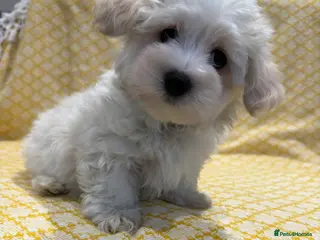 Maltipoo dogs Beautiful happy health tested Maltipoo fur babies - Advert 2