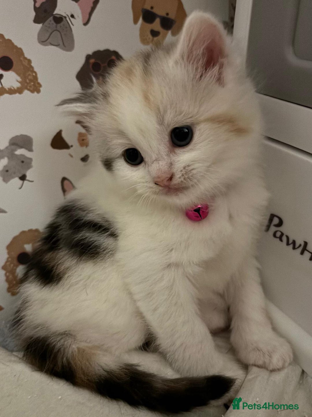 Brazilian Shorthair cats for sale: British shorthair x Persian  - Advert 33