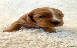 Cocker Spaniel dogs for sale: Full Health Tests KC Reg Showline Cocker Spaniels - Image 6