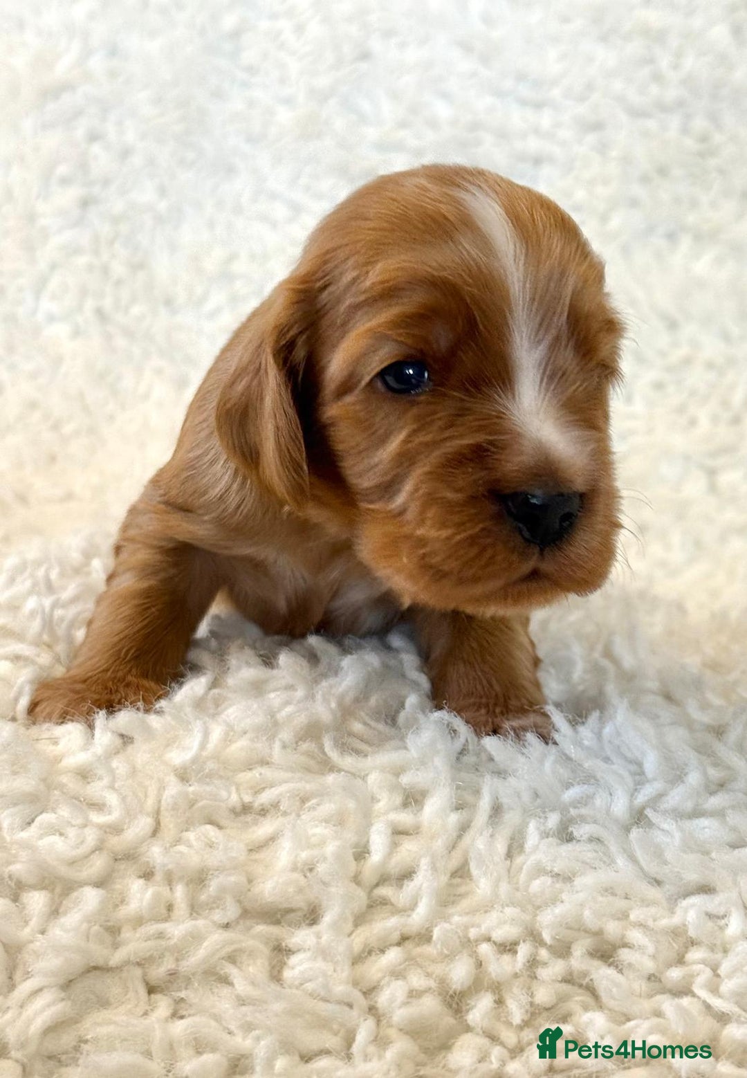 Cocker Spaniel dogs for sale: Full Health Tests KC Reg Showline Cocker Spaniels - Image 6